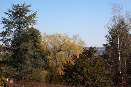 Bäume